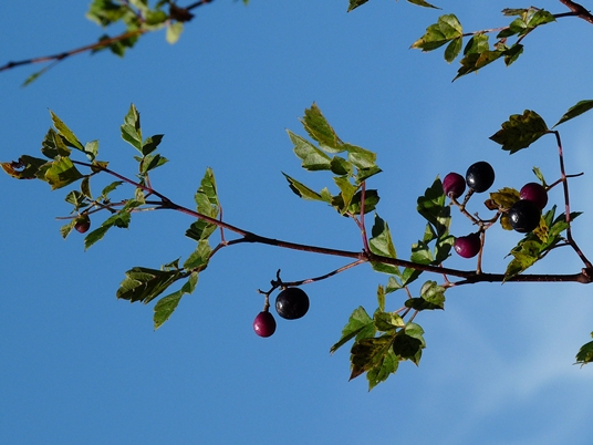 {Ampelopsis arborea}